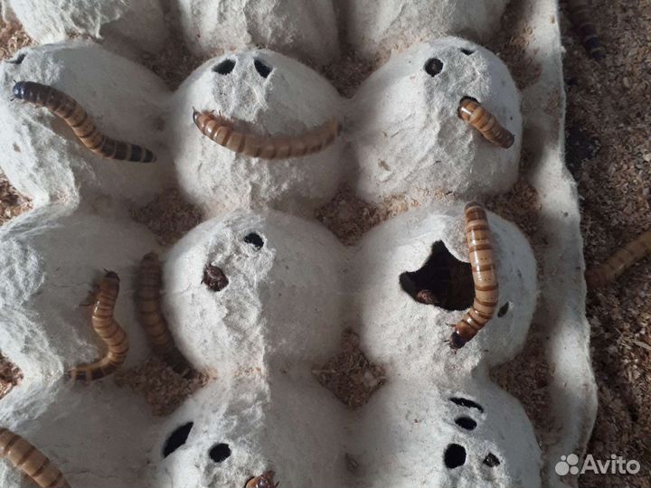 Кормовые насекомые