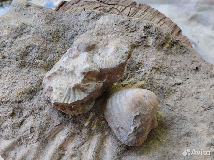 Минерал Халцедон, Аммониты