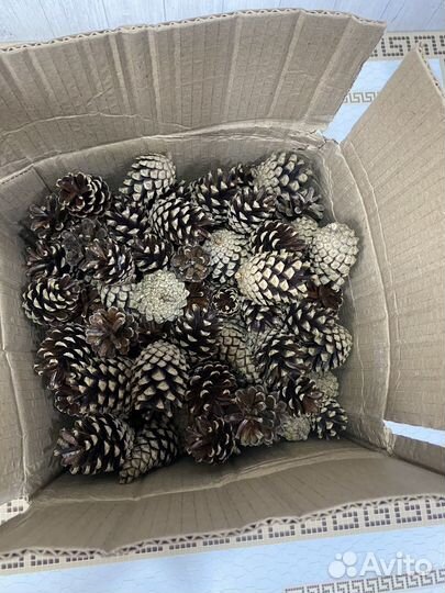 Шишки сосновые 200 штук