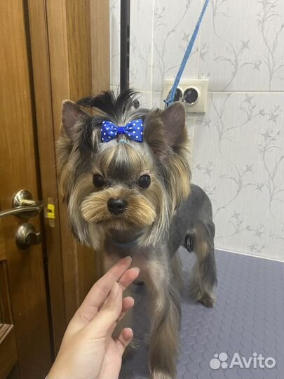 Стрижка собак и кошек