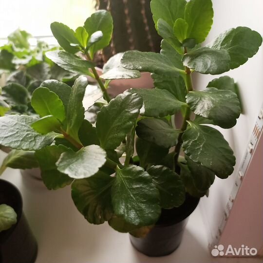 Комнатные цветы