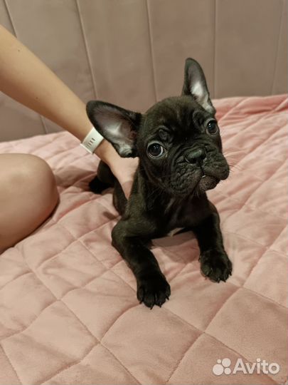 Французский бульдог