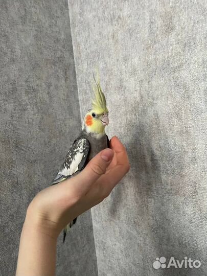 Попугай корелла пара