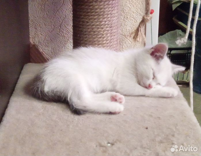 Котенок