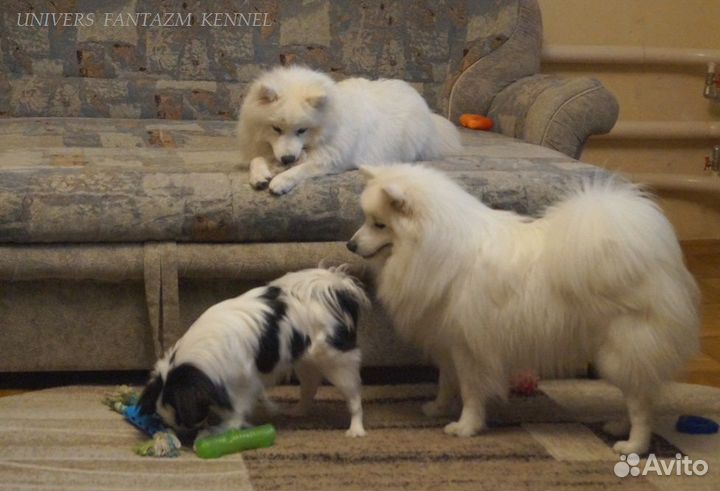 Белоснежный японский шпиц щенки