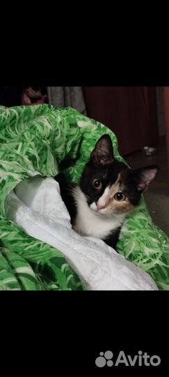 Кошка Сикора, 5 мес