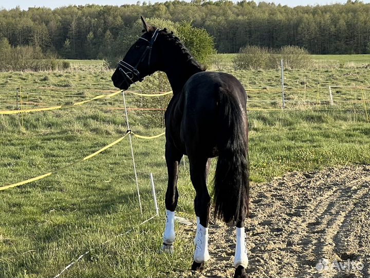 Немецкий Жеребец 2 года