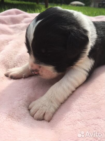 Щенок спаниеля метис