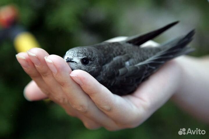 Приют для стрижей