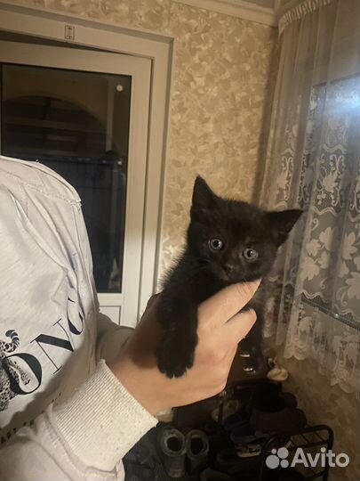 Котенок котята