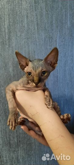 Канадский сфинкс котенок мальчик