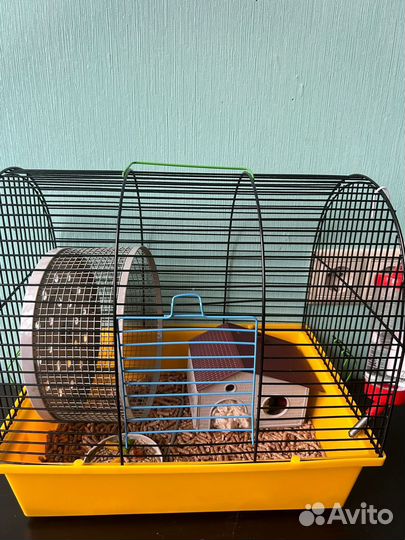 Сирийский хомяк с клеткой