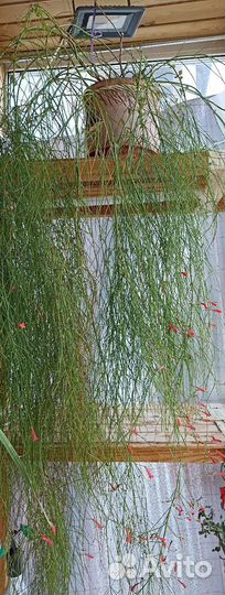 Комнатные растения цветы