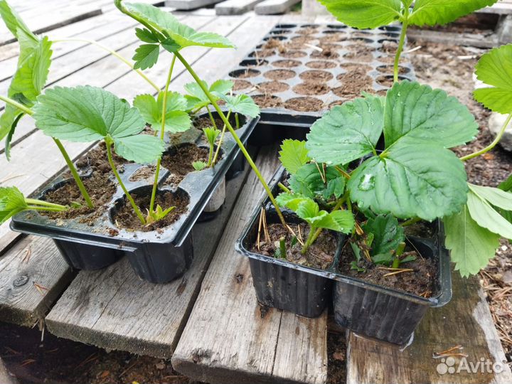 Клубника саженец