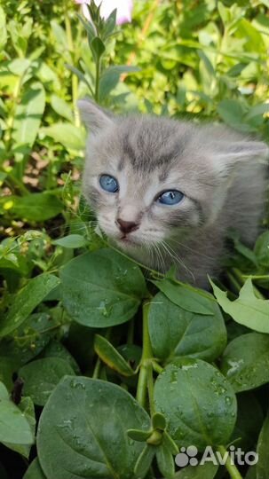 Котята