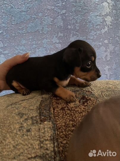 Тойтерьеры