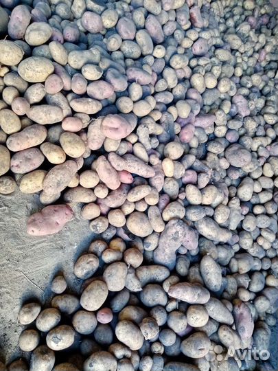 Продам картофель 500кг