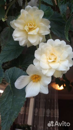 Бегонии Элатиор(и другие