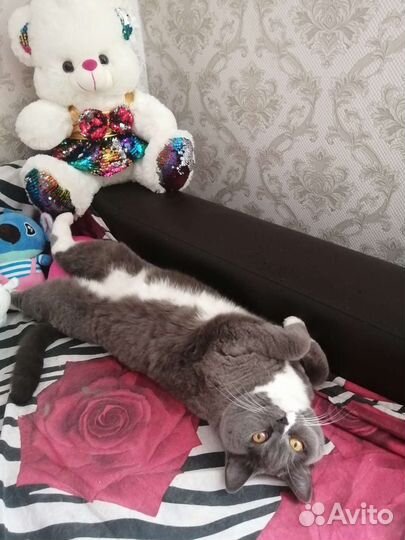 Отдам бесплатно британскую кошку