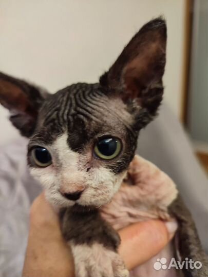 Донской сфинкс котята
