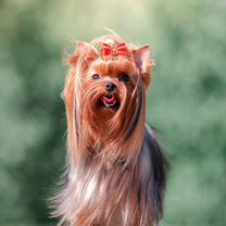 Бивер йopк мини🐕: купить щенка в Москве, цена - питомник «Суперминики»