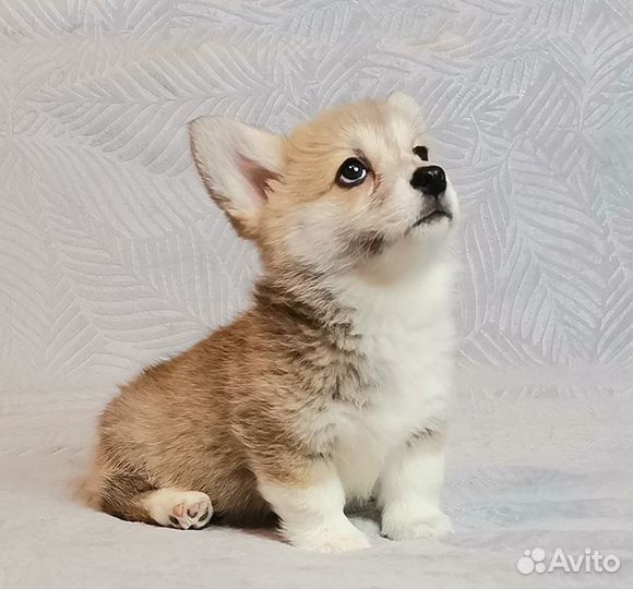 Вельш Корги Пемброк.Девочка - Живанши