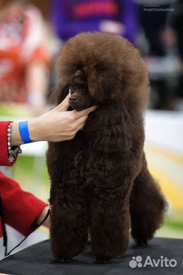 Карликовый пудель