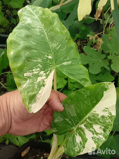 Алоказия, Филодендрон, Монстера,Сингониум,Банан