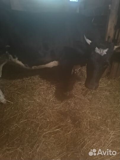 Телочки стельные