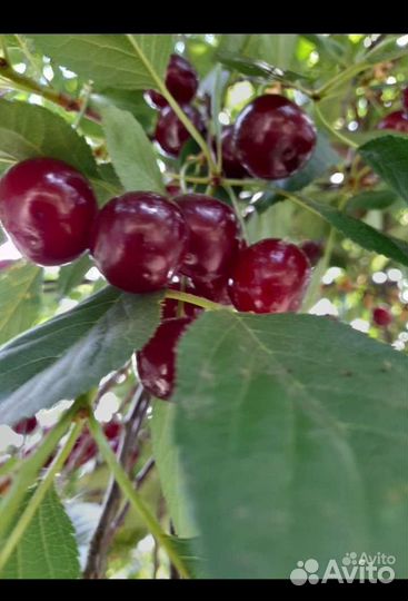 Саженцы вишни