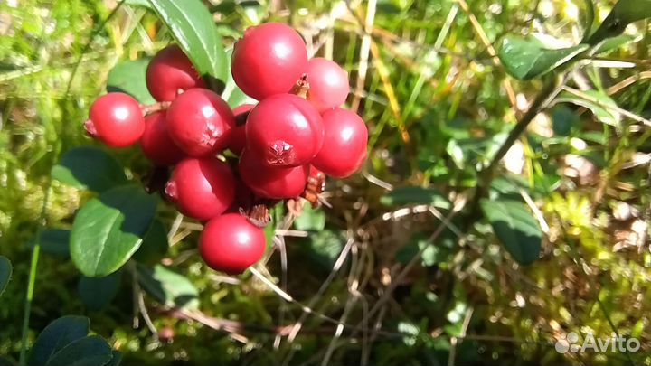 Брусника доставка по Колпино