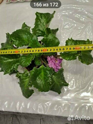 Сортовые фиалки