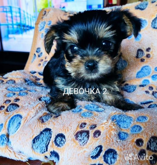 Йоркширский терьер мини беби фейс щенки