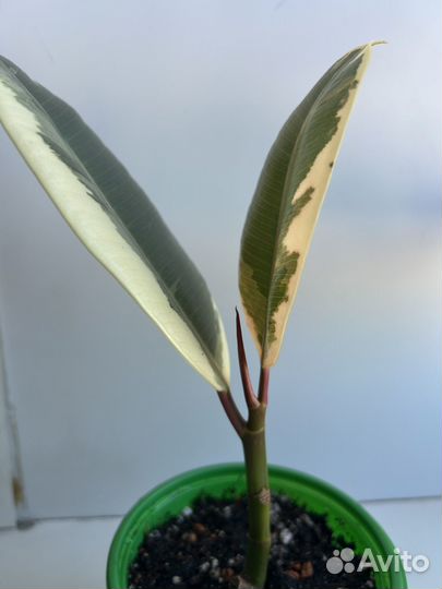 Фикус тенеке