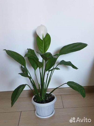 Спатифиллум с крупными листьями