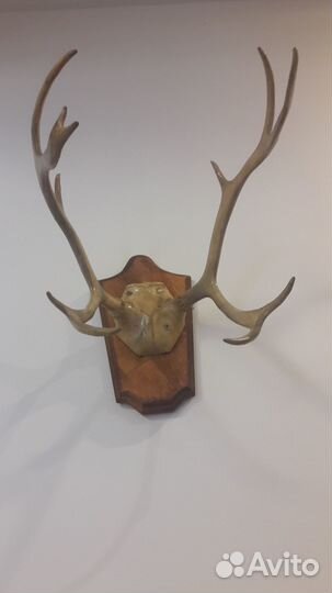 Рога косули на медальоне