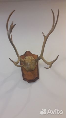 Рога косули на медальоне
