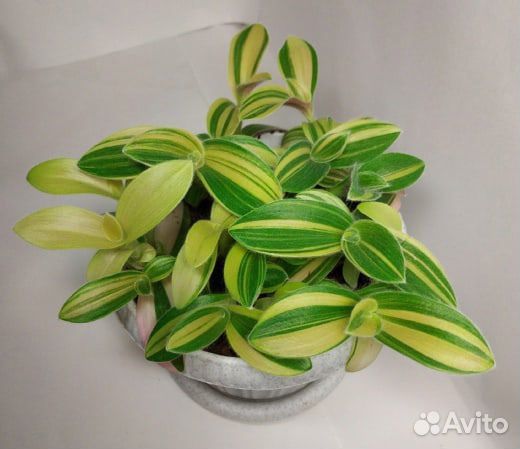 Традесканция, укорененные растения