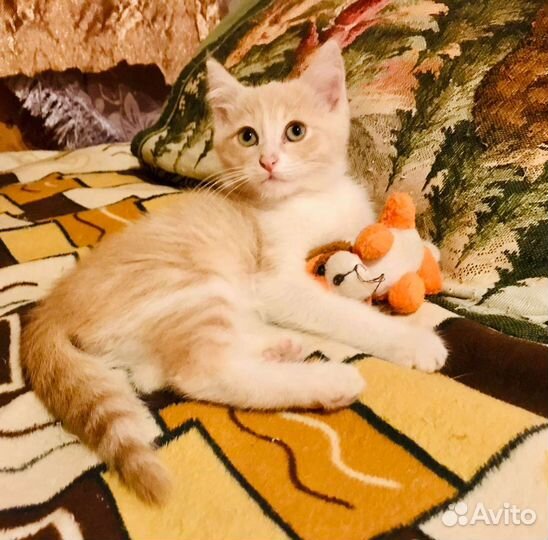 Кошка в дар