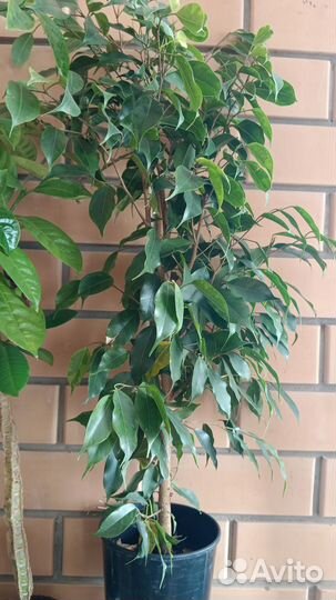 Фикус Бенджамина большой