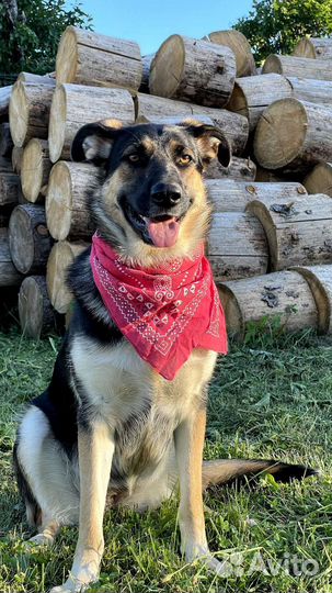 Собаки бесплатно