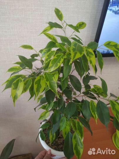 Фикус Бенджамина Регидан