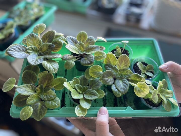 Фиалки детки