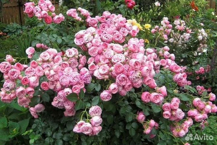 Кустовые розы саженцы