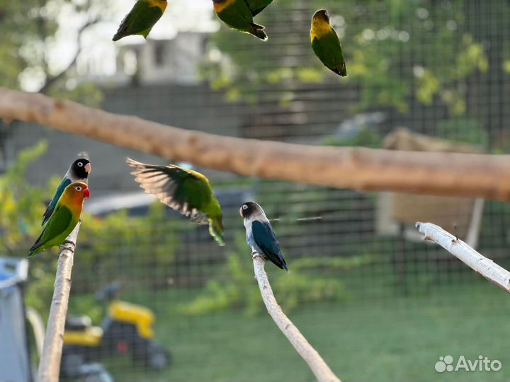 Попугай неразлучники