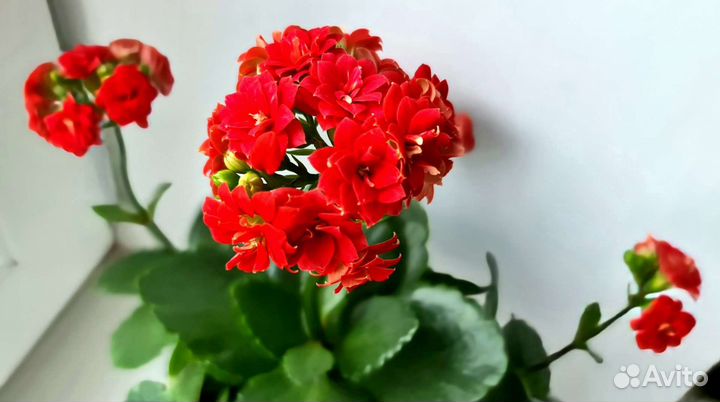 Каланхоэ цветущее (лечебное)