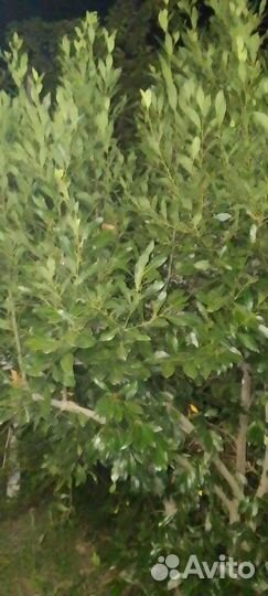 Продам лавровый куст