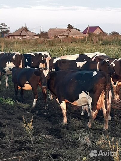 Корова дойная