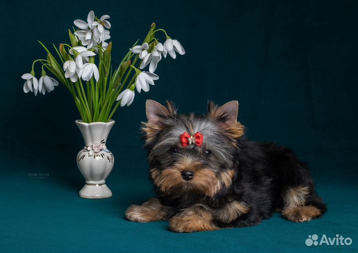 Йоркширский терьер мини девочка