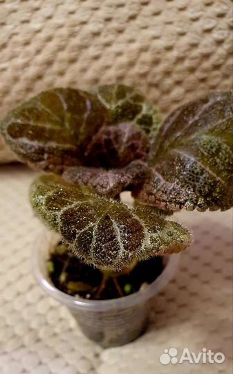 Эписция Tiger Stripe